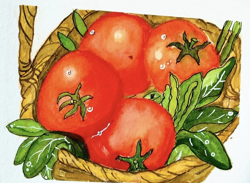 Ripe red tomatoes and green leaves in a woven basket